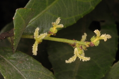 Mallotus resinosus